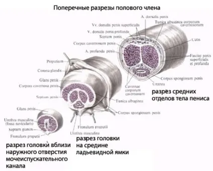 Статевий член людини, анатомія статевого члена, будова, функції, картинки на eurolab (будова органів людини) Статевий член людини, анатомія статевого члена, будова, функції, картинки на eurolab
