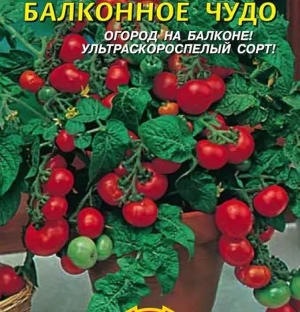 Помідори балконний диво вирощування і догляд в домашніх умовах (чудо) Помідори балконний диво вирощування і догляд в домашніх умовах