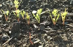 Посадка моркви на Уралі терміни (терміни) Посадка моркви на Уралі терміни
