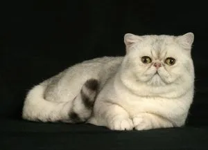 Порода кішок з короткою шерстю