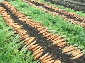 Посадка моркви на Уралі терміни (посадка) Посадка моркви на Уралі терміни