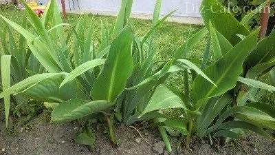 Посадка квітів в травні які рослини і квіти підходять для травневої посадки (посадка) Посадка квітів в травні які рослини і квіти підходять для травневої посадки