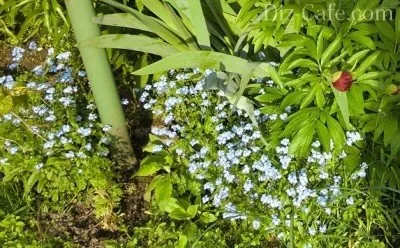 Посадка квітів в травні які рослини і квіти підходять для травневої посадки (квітів) Посадка квітів в травні які рослини і квіти підходять для травневої посадки