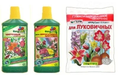Посадка цибулинних ірисів вирощування і догляд за ними (цибулинних) Посадка цибулинних ірисів вирощування і догляд за ними
