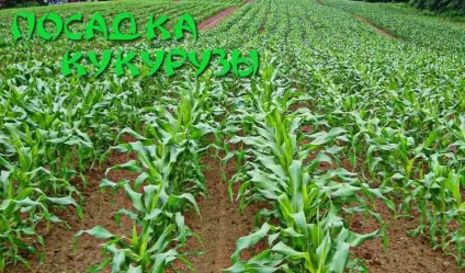 Посадка кукурудзи, пророщуємо розсаду і садимо у відкритий грунт (відкритий) Посадка кукурудзи, пророщуємо розсаду і садимо у відкритий грунт