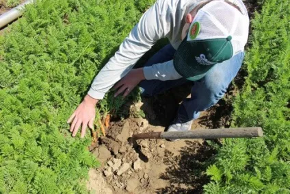 Посадка моркви на Уралі коли садити, сорти (посадка) Посадка моркви на Уралі коли садити, сорти