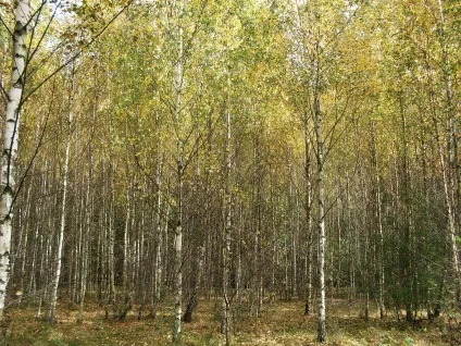 Портал грибників білорусі