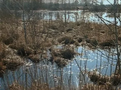 Слідами - собаки Баскервілів