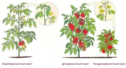 Правила вибору сортів томатів для вирощування (сорту помідорів) Правила вибору сортів томатів для вирощування