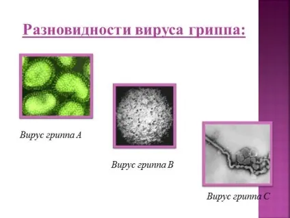 Презентація «боротьба організму з інфекцією (організму) Презентація «боротьба організму з інфекцією