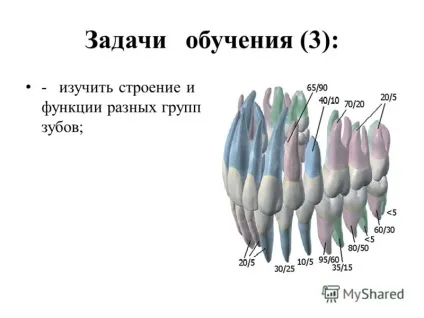 Презентація на тему фантомний курс терапевтичної стоматології - елективний курс модуль (курс) Презентація на тему фантомний курс терапевтичної стоматології - елективний курс модуль