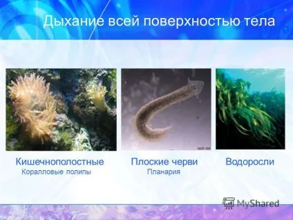 Презентація на тему дихання дихання організмів дихають всі живі організми, так як для підтримки
