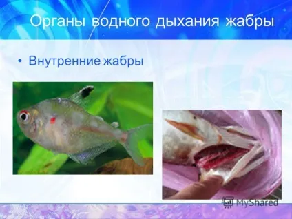 Презентація на тему дихання дихання організмів дихають всі живі організми, так як для підтримки