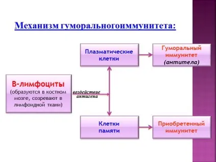 Презентація «боротьба організму з інфекцією (інфекцією) Презентація «боротьба організму з інфекцією