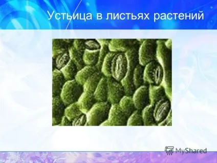 Презентація на тему дихання дихання організмів дихають всі живі організми, так як для підтримки