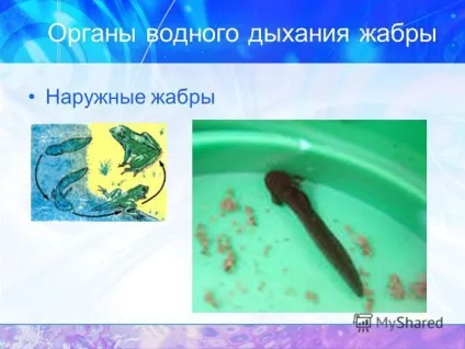 Презентація на тему дихання дихання організмів дихають всі живі організми, так як для підтримки