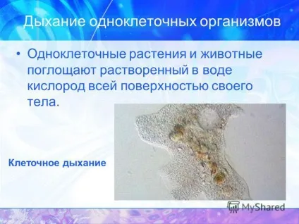 Презентація на тему дихання дихання організмів дихають всі живі організми, так як для підтримки