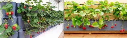 Прибуткова бізнес-ідея вирощування полуниці на продаж (полуниці) Прибуткова бізнес-ідея вирощування полуниці на продаж