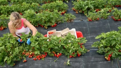 Прибуткова бізнес-ідея вирощування полуниці на продаж (вирощування) Прибуткова бізнес-ідея вирощування полуниці на продаж