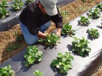 Прибуткова бізнес-ідея вирощування полуниці на продаж (полуниці) Прибуткова бізнес-ідея вирощування полуниці на продаж