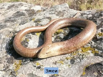 Презентація по темі що таке гори - презентація до уроку навколишній світ (уроку) Презентація по темі що таке гори - презентація до уроку навколишній світ