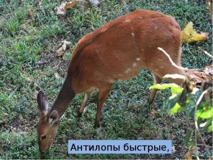 Презентація по темі що таке гори - презентація до уроку навколишній світ (вкладена зображенні слайда Слайд) Презентація по темі що таке гори - презентація до уроку навколишній світ