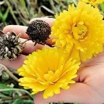 Прищіпка і пасинкування жоржин, будинок, сад, город (прищіпка) Прищіпка і пасинкування жоржин, будинок, сад, город
