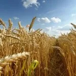 Продукти рослинництва - cельхозпортал