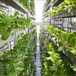 Продукти рослинництва - cельхозпортал