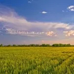 Продукти рослинництва - cельхозпортал