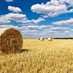 Продукти рослинництва - cельхозпортал