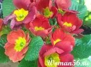 Примула кімнатна догляд