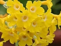 Примули - провісники весни