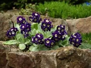 Примули - провісники весни