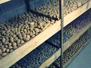 Продукти рослинництва - cельхозпортал