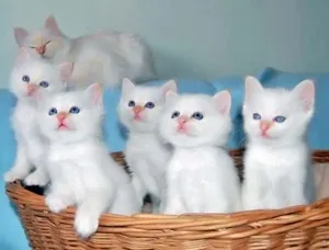 приснився кошеня