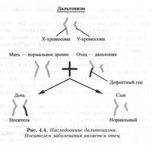 Ознаки, зчеплені з підлогою (Спадкування дальтонізму Носієм) Ознаки, зчеплені з підлогою