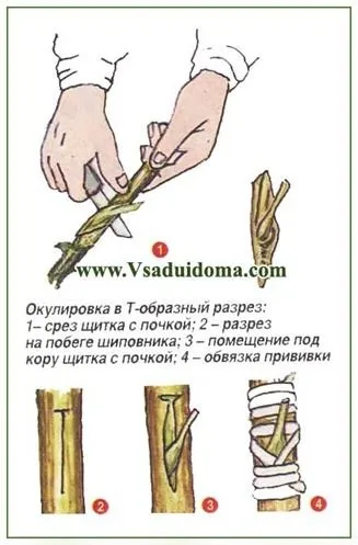Щеплення троянд на штамб - посадка і догляд (фото) - легка справа (догляд) Щеплення троянд на штамб - посадка і догляд (фото) - легка справа