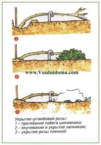 Щеплення троянд на штамб - посадка і догляд (фото) - легка справа (догляд) Щеплення троянд на штамб - посадка і догляд (фото) - легка справа