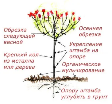 Щеплення штамбових троянд
