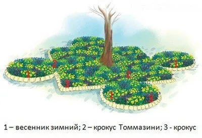 Пристовбурні круги дерев - як облаштувати квітник під деревом (дерев) Пристовбурні круги дерев - як облаштувати квітник під деревом