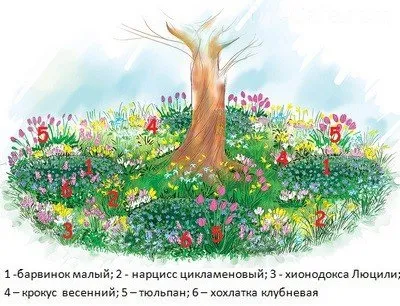 Пристовбурні круги дерев - як облаштувати квітник під деревом (квітник) Пристовбурні круги дерев - як облаштувати квітник під деревом