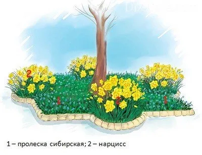Пристовбурні круги дерев - як облаштувати квітник під деревом (дерев) Пристовбурні круги дерев - як облаштувати квітник під деревом