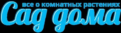 Примули - провісники весни