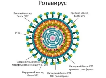 Щеплення від ротавірусних інфекцій дітям (інфекцій) Щеплення від ротавірусних інфекцій дітям