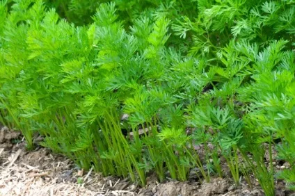 Прорідити морква як правильно це зробити (морква) Прорідити морква як правильно це зробити