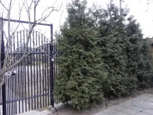 Швидкорослі рослини для живоплоту основні види та їх опис (живопліт) Швидкорослі рослини для живоплоту основні види та їх опис