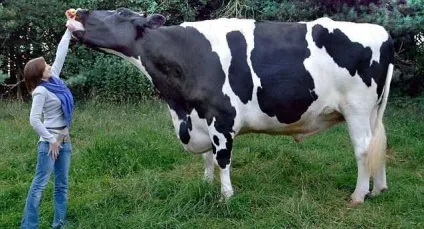 Бички на відгодівлі та кастрація - agroxxi (коли краще каструвати биків) Бички на відгодівлі та кастрація - agroxxi