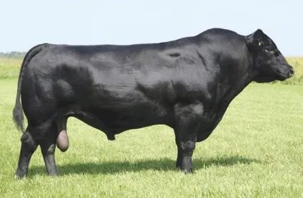 Бички на відгодівлі та кастрація - agroxxi (бички на відгодівлю і кастрація) Бички на відгодівлі та кастрація - agroxxi