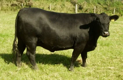 Бички на відгодівлі та кастрація - agroxxi (кастрація) Бички на відгодівлі та кастрація - agroxxi